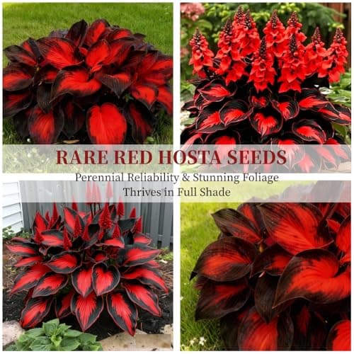 Perennial Hosta Seeds for Planting, Multi-Use Landscaping, Perennial Reliability & Stunning Foliage Variety, Rare Colorful Flowers, Red, 100pcs — view 3