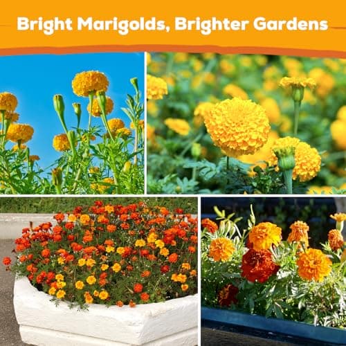Fruivity Petite Heirloom French Marigold Seeds for Planting, 400+ Flower Seeds Perennial Seed Packet,Home and Garden Easy to Grow, Indoor & Outdoor Gardening, Companion Plant & Quick Blooming — view 5
