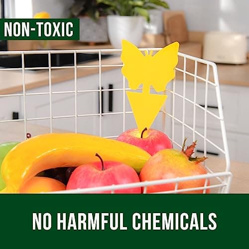Garsum Fruit Fly Trap Indoor and Outdoor, 36 Pack Gnat Sticky Traps for House Plants, Flying Insect Trap for Fungus Gnat,Mosquitos, White Flies — view 3