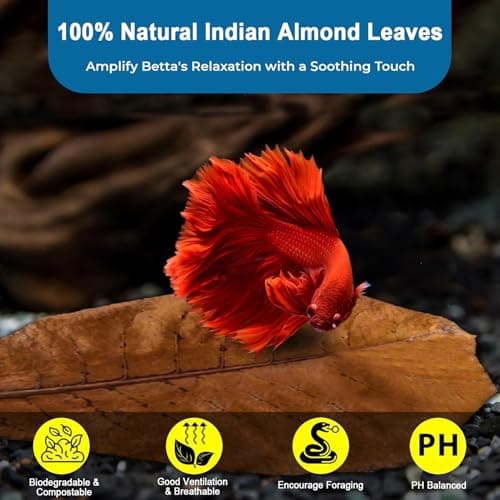 30PCS Premium Indian Almond Leaves,Size 6-9.8",Release Natural Tannins,Improves Immunity, Provide Shelter and Food in Fish,Leaf Suitable for Betta Fish,Shrimp, Snakes and Frogs — view 3