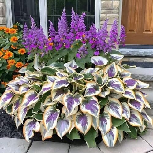 200+ Midnight Blue Hosta Seeds Shade Loving Perennial Foliage Plant for Garden Patio Container Planting High Germination Rate Hardy Ornamental Flower Seeds (Black)