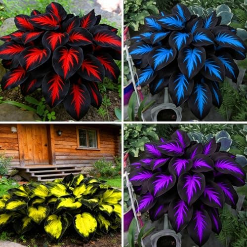Mixrug Mix Hosta Seeds for Planting, 280+pcs Rare Perennial Hosta Flower Seeds Plants, Non-GMO Heirloom Long Blooming Shaded Entry Pathway Flowers for Garden Outdoors