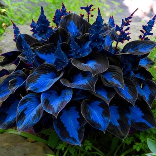 210+ Blue Hosta Seeds - Blue-Leaved Perennial Shade Plant Seeds - Ornamental Foliage for Shady Garden Borders and Containers — view 3