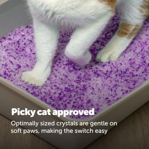 ScoopFree Premium Lavender Scent Crystal Litter, Superior Odor Control, Absorbs 5X Faster, Low Tracking for Less Mess, Lasts up to 2 Months, Lightly Scented (8 lb Bag) — view 7