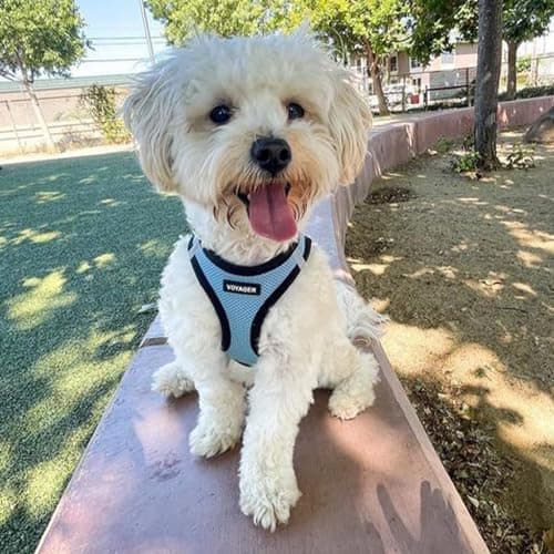 Best Pet Supplies Voyager All Weather No Pull Step-in Mesh Dog Harness with Padded Vest, Best Pet Supplies, Small, Baby Blue Base — view 7