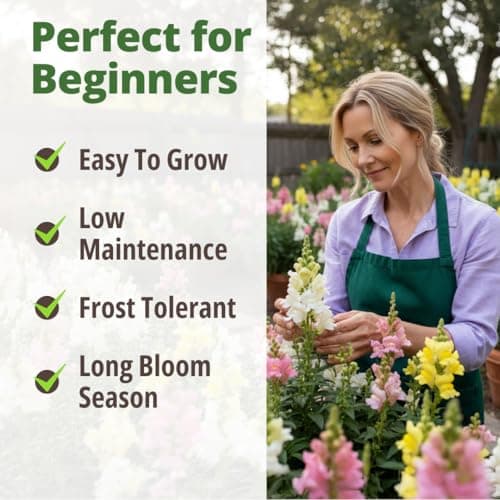 HOME GROWN Snapdragon Northern Lights Seeds, 10,000 Flower Seeds for Planting 2026 Spring, Pastel Garden Blooms of Snap Dragon, Pollinator Friendly Outdoor Cut Flowers (Antirrhinum majus) — view 3