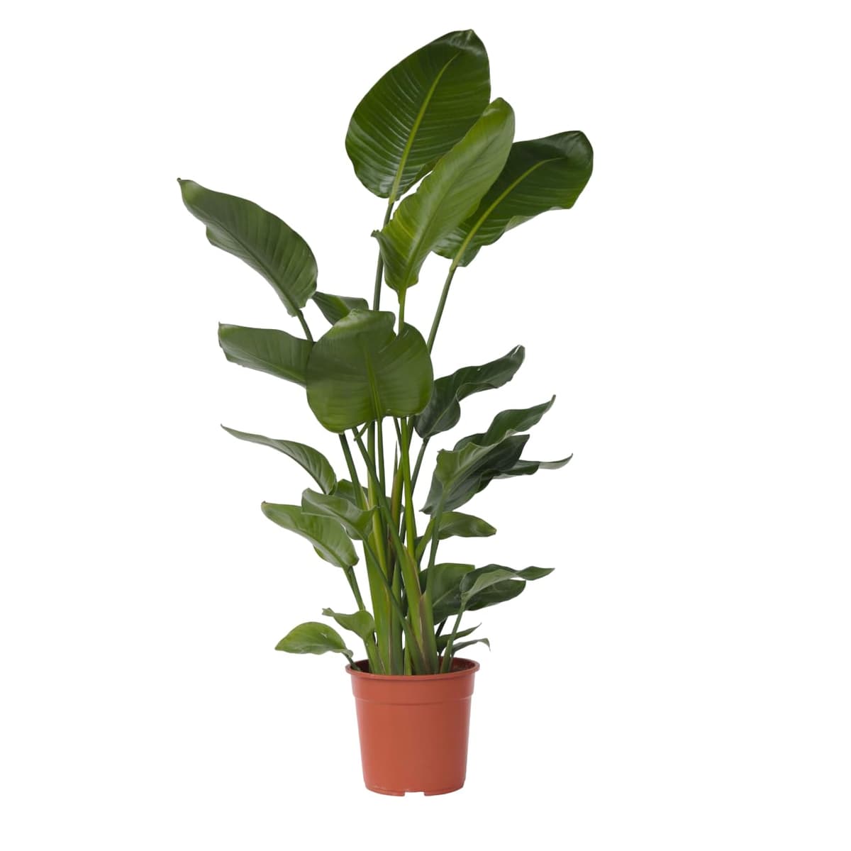 Plant in a Box - XXL Strelitzia Nicolai - Planta grande de interior - Planta de ave del paraíso - Maceta 28cm - Altura 150-170cm