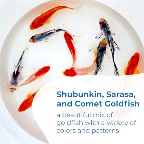 Toledo Goldfish Live Shubunkin, Sarasa, and Comet Goldfish Combo, Live Fish with a Variety of Colors and Patterns - Perfect for Ponds, Tanks, and Aquariums - 3-4 Inches, 2 of Each, 6 Total Count