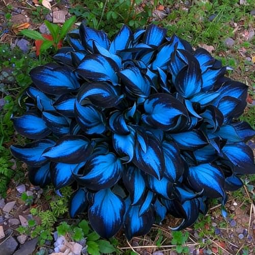 210+ Blue Hosta Seeds - Blue-Leaved Perennial Shade Plant Seeds - Ornamental Foliage for Shady Garden Borders and Containers — view 5