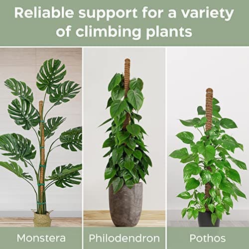 K-Brands 2 Pack 28 Inches Bendable Moss Pole Monstera Plant Support for Climbing Indoor Plants - Stakes for Potted Climbers - Tall Sticks Indoor Trellis for Houseplants - Accessories for Monstera Pot — view 3