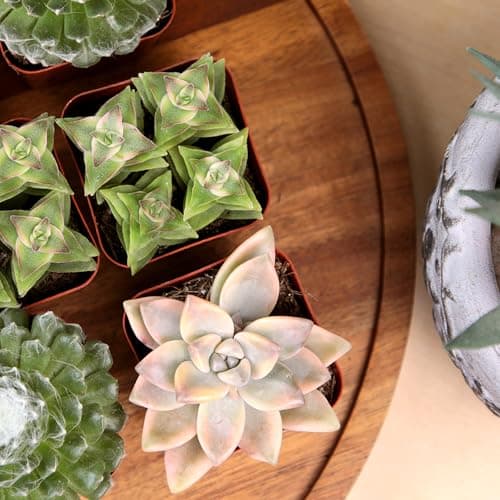 Succulent Plants (20 Pack) Fully Rooted in Planter Pots with Soil | Real Live Potted Succulents/Unique Indoor Cactus Decor by Plants for Pets — view 3