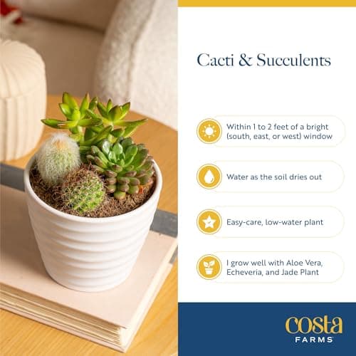 Costa Farms Succulents (25 Pack), Live Mini Succulent Plants, Grower's Choice Live House Plants, Potted in Nursery Plant Pots, Potting Soil Mix, Bulk Baby Shower, Bridal Shower Gift, DIY, Party Favors — view 5