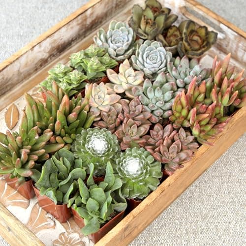 Succulent Plants (20 Pack) Fully Rooted in Planter Pots with Soil | Real Live Potted Succulents/Unique Indoor Cactus Decor by Plants for Pets — view 2