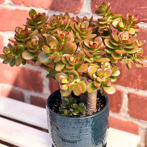 Sprout N Green Dwarf Jade - Crassula Ovata Crosby's Compact, Rare Cute Succulent Plant Fully Rooted in 2" Pot, Easy to Care, Keep Away from Pets — view 3