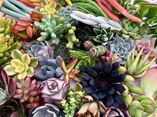 10 Assorted Live Succulent Cuttings, No 2 Succulents Alike, Great for Terrariums, Mini Gardens, and as Starter Plants by The Succulent Cult — view 4