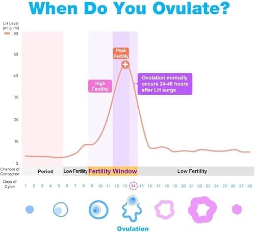 easy@Home 50 Ovulation Test Strips - Cycle & Fertility Tracker — view 4
