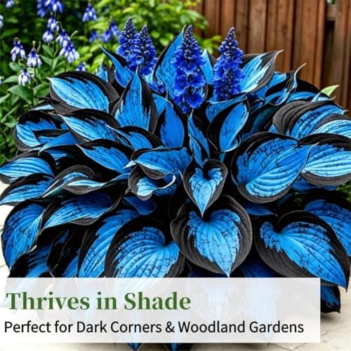 Hosta Seeds Blue Perennial for Planting, Rare Heirloom Non-GMO Stunning Hosta Seed, Low Maintenance, Attract Pollinators Bonsai Decoration for Shade Outdoor Garden, 200pcs — view 5