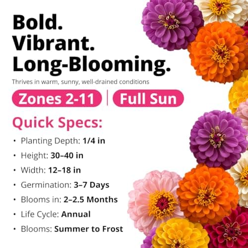 HOME GROWN Zinnia Dahlia Seeds Pack for 2026 Non GMO 524 Flower Seeds | Vibrant Zinnia Elegans for Pollinator Gardens, Borders & Containers | Easy-to-Grow Outdoor Blooms — view 3