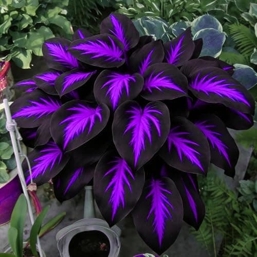 310+ Mixed Hosta Seeds - Perennial Shade-Loving Foliage Plant Seeds - Variety of Leaf Patterns and Colors for Shady Garden Landscapes — view 6