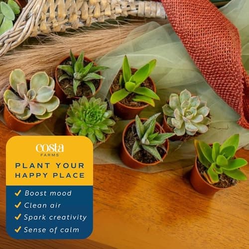 Costa Farms Succulents (25 Pack), Live Mini Succulent Plants, Grower's Choice Live House Plants, Potted in Nursery Plant Pots, Potting Soil Mix, Bulk Baby Shower, Bridal Shower Gift, DIY, Party Favors — view 4