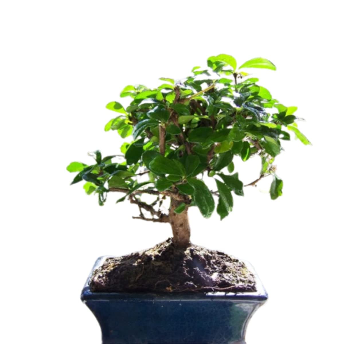 Verdecora Bonsai 5 años | En maceta de cerámica de 15x10x5cm (Zelkova - Olmo Chino) — view 2