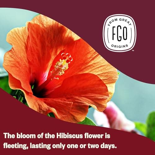 FGO Organic Hibiscus Tea, 100 Count, Eco-Conscious Tea Bags, Caffeine Free, Packaging May Vary (Pack of 1) — view 5