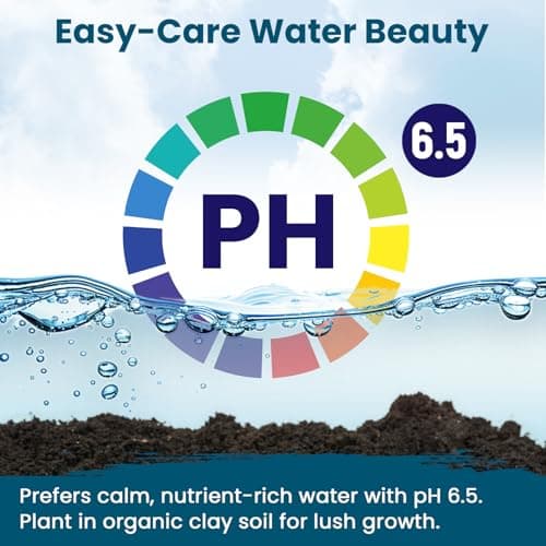 Lotus Seeds for Planting in Water – 30 PCS Mixed Bowl Lotus Seeds, Water Lily & Water Plants for Ponds, Live Pond Plants for Outdoor Ponds, Floating Pond Plants – Indoor Bonsai, Garden, Koi Pond — view 5