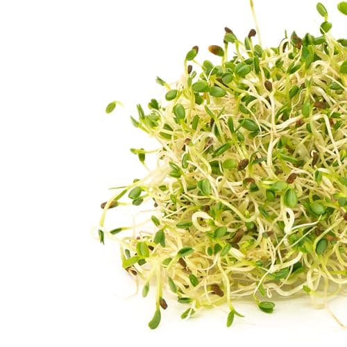 Sandwich Booster Sprouting Seeds, Mumm's | Large Size: 250 Grams | Certified Organic & Non-GMO | Blend of Clover, Alfalfa, Radish & Mustard | High Germination | Wholesome, Delicious & Nutritious — view 2