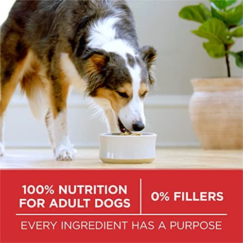 Purina ONE Chicken and Rice Formula Dry Dog Food - 31.1 lb. Bag — view 9