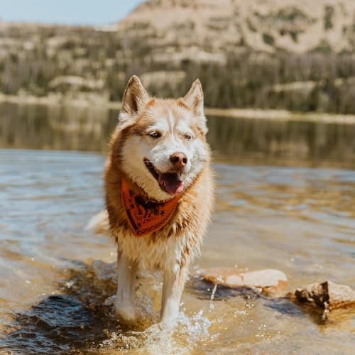 Wilderdog Dog Bandana with Lightweight Quick Drying Poly-Blend Mesh Material in Cowpoke — view 5