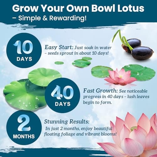 Lotus Seeds for Planting in Water – 30 PCS Mixed Bowl Lotus Seeds, Water Lily & Water Plants for Ponds, Live Pond Plants for Outdoor Ponds, Floating Pond Plants – Indoor Bonsai, Garden, Koi Pond — view 2