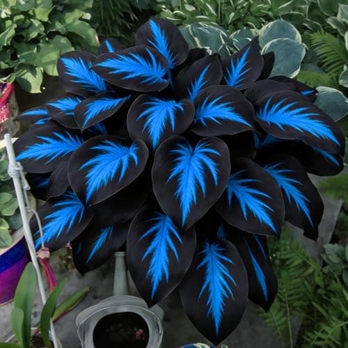 310+ Mixed Hosta Seeds - Perennial Shade-Loving Foliage Plant Seeds - Variety of Leaf Patterns and Colors for Shady Garden Landscapes — view 3