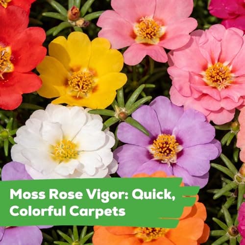Fruivity Moss Rose Seeds for Planting, 24,000+ Annual Flower for Ground Cover Flower Seeds, Perennial Variety, Easy to Grow, Portulaca Seeds to Plant Outdoors Garden Containers — view 4