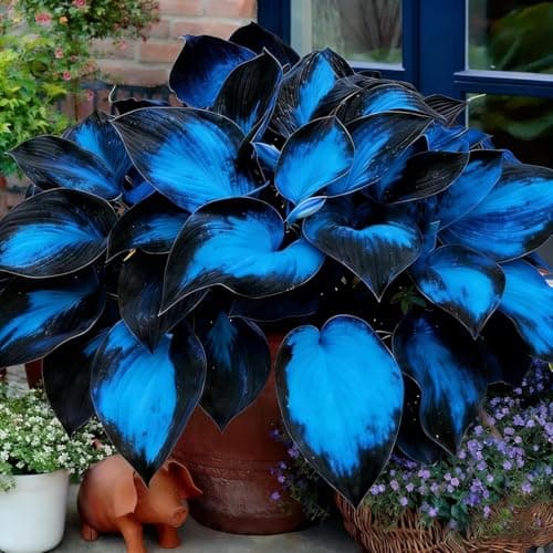 210+ Blue Hosta Seeds - Blue-Leaved Perennial Shade Plant Seeds - Ornamental Foliage for Shady Garden Borders and Containers — view 6