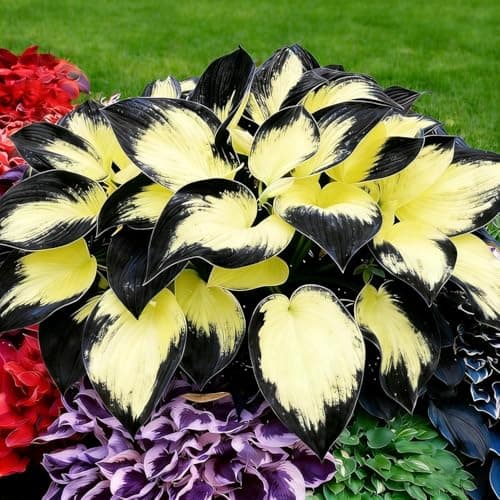 310+ Mixed Hosta Seeds - Perennial Shade-Loving Foliage Plant Seeds - Variety of Leaf Patterns and Colors for Shady Garden Landscapes — view 5