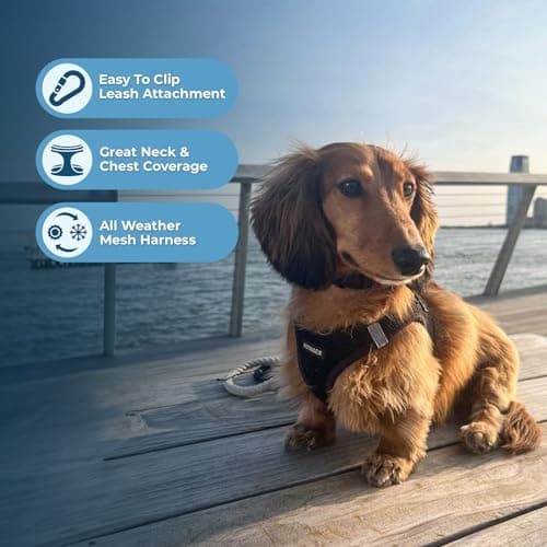 Best Pet Supplies Voyager Step-in Air Harness - All Weather Mesh, Reflective, No Pull Harness for Dogs, Cats - Secure with Hook & Loop Fastener, Buckle, Double D-Rings - Black, S — view 2