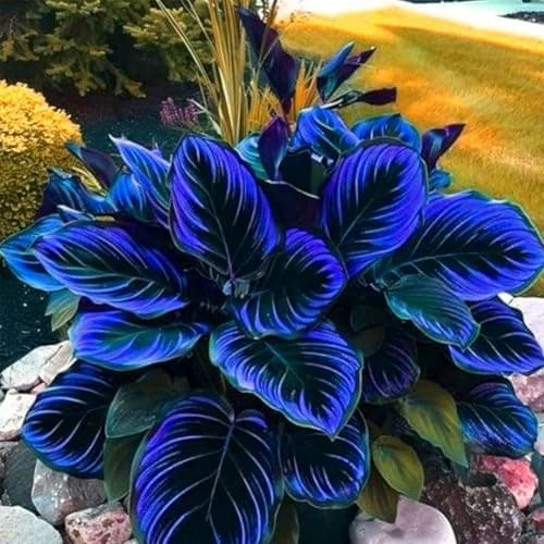 Dark Purple Heart Hosta Seeds, Midnight Blue Heart Hosta Plants, Easy to Plant, Ornamental Flowers for Planting Outdoors, Likes Humid Environment Unique and Beautiful Leaves for Gardens