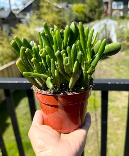 Crassula Ovata Ladyfingers - The Jade Plant or Money Plant, Crassulaceae, Real Live Plant, Succulent Collection, Unique Succulent — view 3
