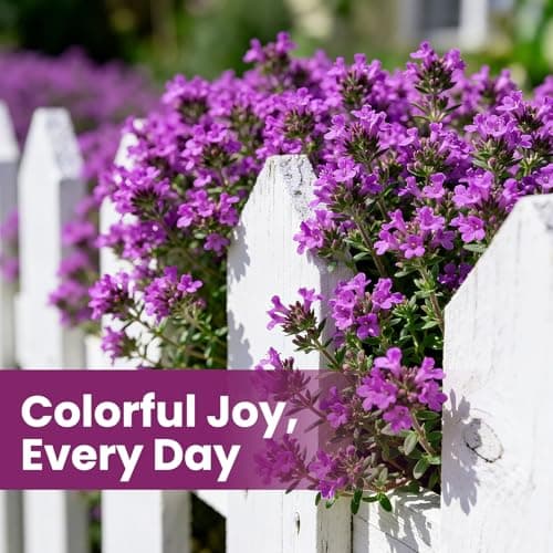 Fruivity 20000+pcs Purple Creeping Thyme Seed for Planting, Heirloom Perennial Ground Cover Flowers Seeds, Lawn Alternative, Fragrant Herb Seeds for Lawns & Paths Garden Backyard — view 5