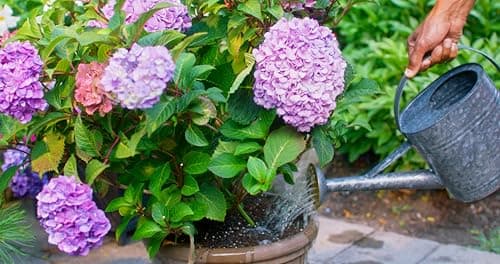 Miracle-Gro Water Soluble Evergreen & Acid-Loving Plant Food 28-10-10, 500g | Instant Formula for Dark Green Color & Plentiful Blooms | Azaleas, Hydrangeas & More — view 4