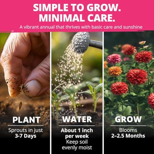 HOME GROWN Zinnia Dahlia Seeds Pack for 2026 Non GMO 524 Flower Seeds | Vibrant Zinnia Elegans for Pollinator Gardens, Borders & Containers | Easy-to-Grow Outdoor Blooms — view 2