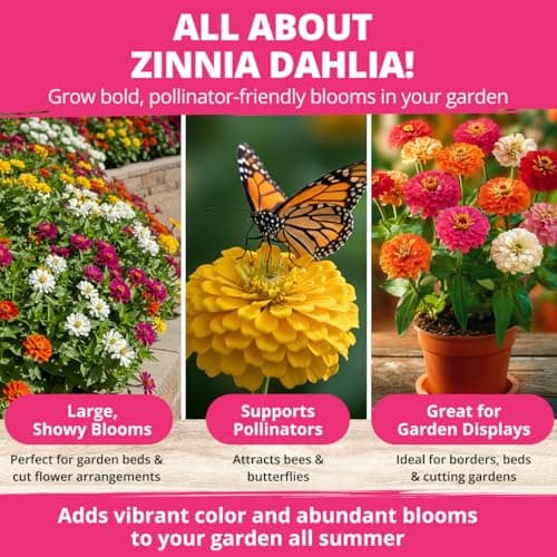 HOME GROWN Zinnia Dahlia Seeds Pack for 2026 Non GMO 524 Flower Seeds | Vibrant Zinnia Elegans for Pollinator Gardens, Borders & Containers | Easy-to-Grow Outdoor Blooms — view 4