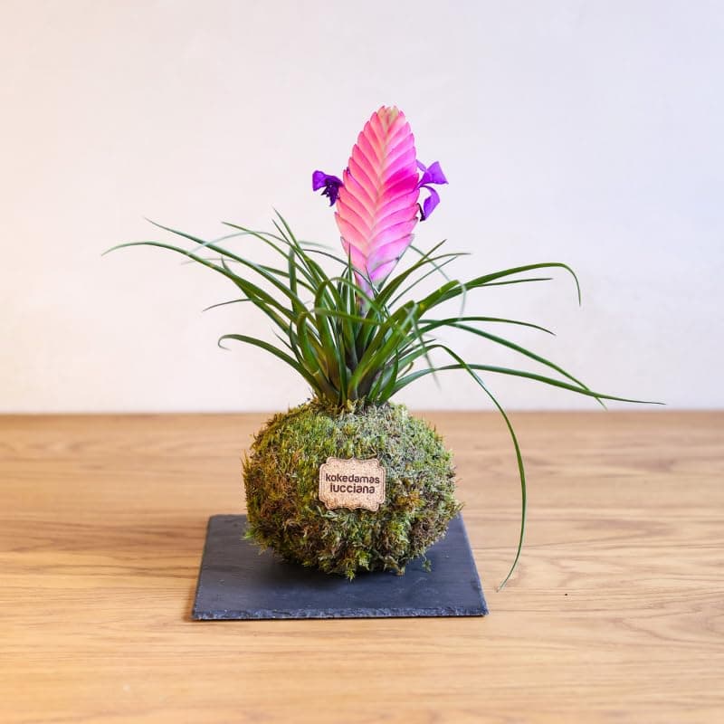 Kokedama Tillandsia Rosa - Kokedama Interior | Bola de Musgo Vivo | Planta Natural | Planta Interior | Decoración Hogar | Fácil Cuidado y Mantenimiento — view 2