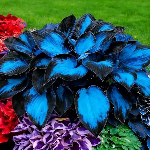 310+ Mixed Hosta Seeds - Perennial Shade-Loving Foliage Plant Seeds - Variety of Leaf Patterns and Colors for Shady Garden Landscapes