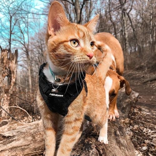 rabbitgoo Cat Harness and Leash for Walking, Escape Proof Soft Adjustable Vest Harnesses for Small Medium Cats, Easy Control Breathable Reflective Strips Jacket, XXS, Black — view 8