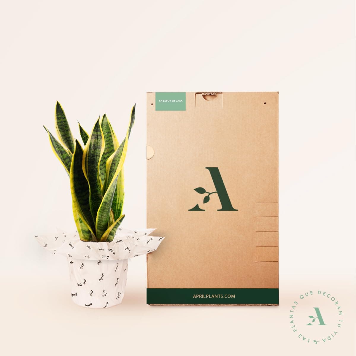 Sansevieria Trifasciata o Laurentii - Lengua de Suegra | Planta suculenta natural ideal para interior con altura 20-25 cm en maceta de 10ø | April Plants — view 3