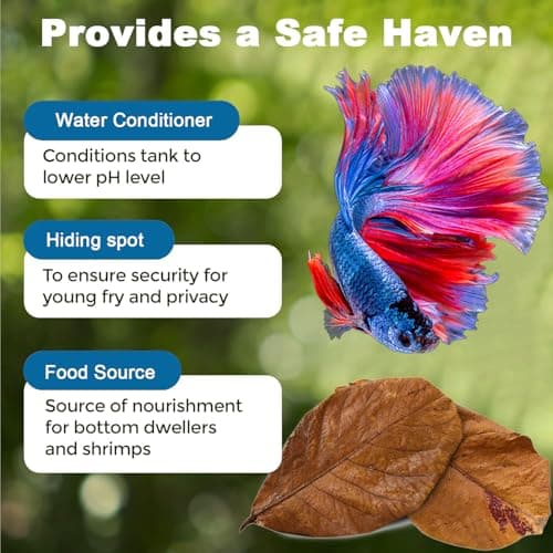 30PCS Premium Indian Almond Leaves,Size 6-9.8",Release Natural Tannins,Improves Immunity, Provide Shelter and Food in Fish,Leaf Suitable for Betta Fish,Shrimp, Snakes and Frogs — view 5