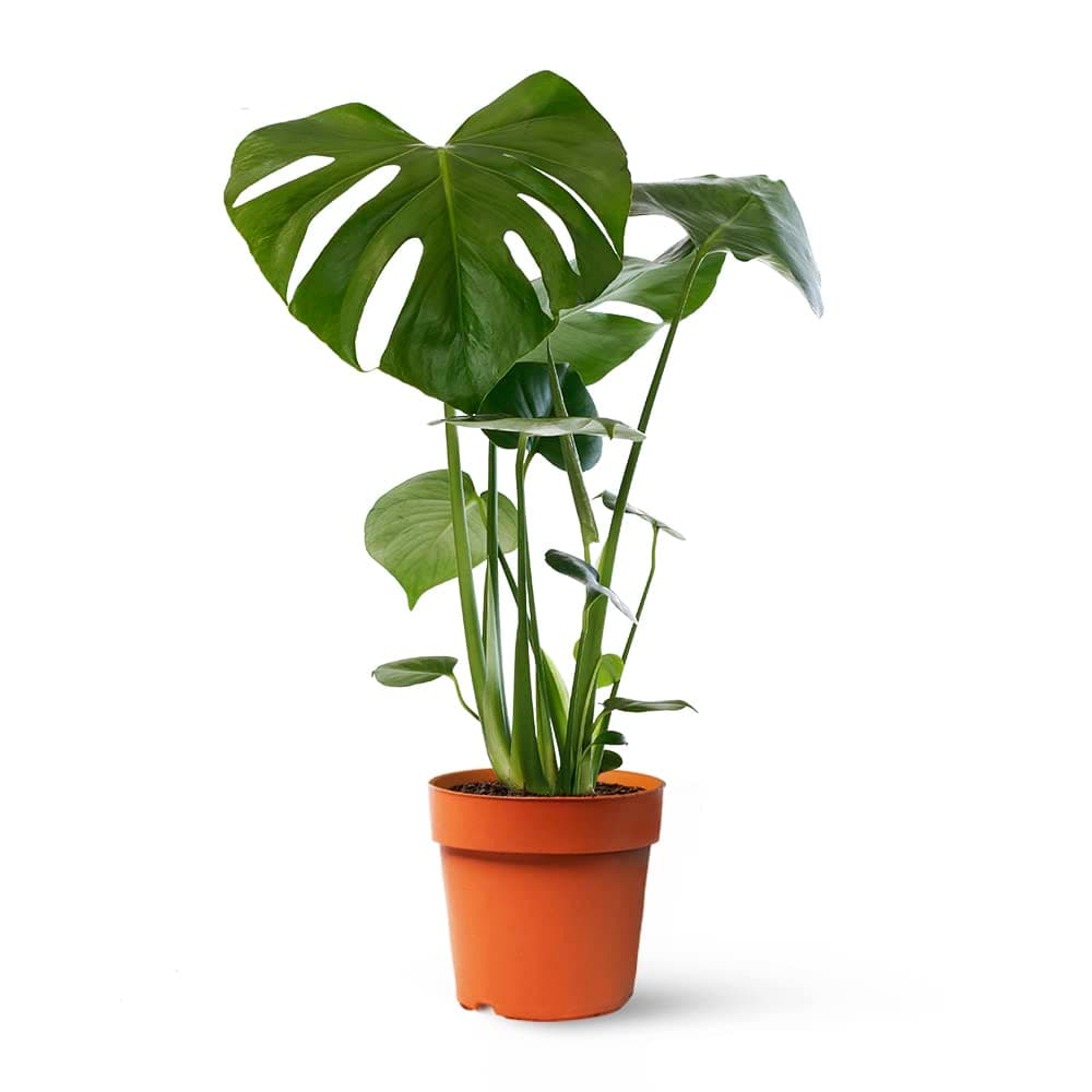 Monstera Deliciosa o Costilla de Adán | Planta natural de interior estilo tropical con altura 55-65 cm - Maceta del 17ø | April Plants