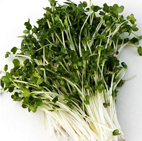 Organic Broccoli (Brocoli) Sprouting Seeds, Mumm's, Large Size - 200 Grams, Non-GMO - High Germination Rate - Resealable Bag — view 3