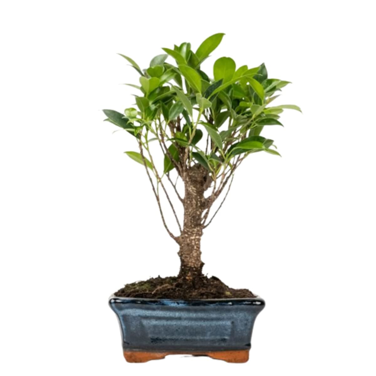 Verdecora Bonsai 5 años | En maceta de cerámica de 15x10x5cm (Zelkova - Olmo Chino) — view 3